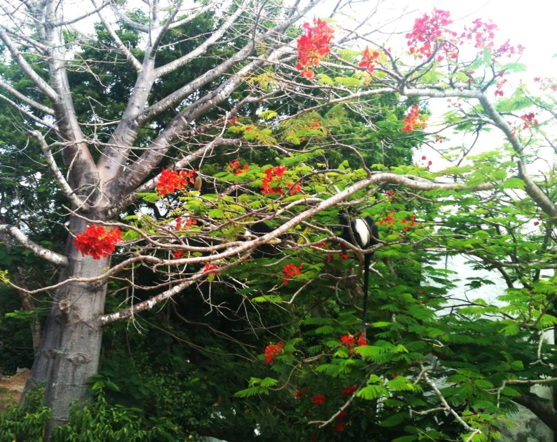 Diani Beachalets